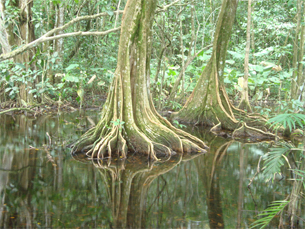 Día Internacional de la defensa del Ecosistema Manglar