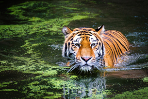 Día Internacional del Tigre