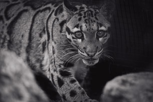 Día Internacional del Leopardo Nublado Día Internacional del Leopardo Nublado