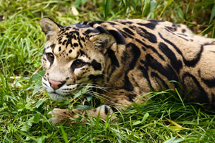 Día Internacional del Leopardo Nublado Día Internacional del Leopardo Nublado