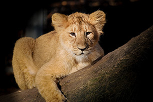 Día Mundial del León Día Mundial del León