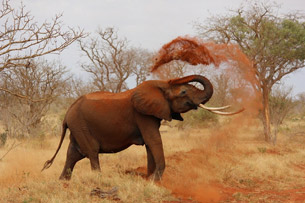 Día Mundial del Elefante