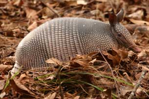 Día Internacional del Armadillo