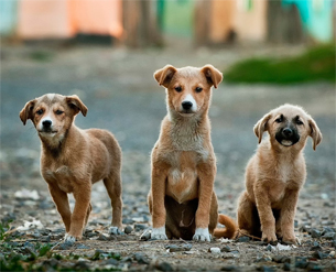 Día Internacional del Animal sin Hogar Día Internacional del Animal sin Hogar