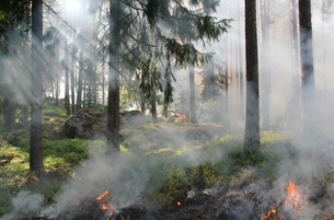 Día Mundial de la Prevención de Incendios Forestales