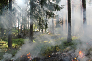 Día Mundial de la Prevención de Incendios Forestales Día Mundial de la Prevención de Incendios Forestales