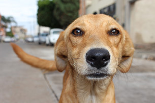 Día Internacional del Animal sin Hogar