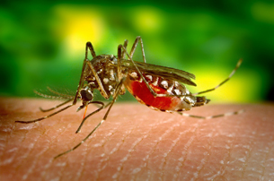 Día Internacional contra el Dengue Día Internacional contra el Dengue