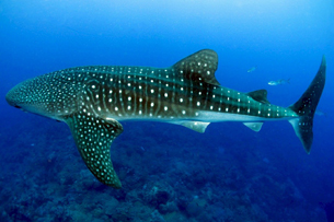 Día Internacional del Tiburón Ballena