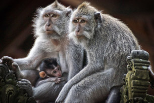 Día Internacional de los Primates Día Internacional de los Primates