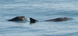 Día de la Vaquita Marina