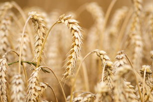 Día Mundial de la Agricultura