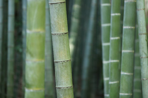 Día Mundial del Bambú