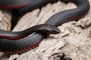 Día Internacional de Concienciación sobre la Mordedura de Serpiente Día Internacional de Concienciación sobre la Mordedura de Serpiente
