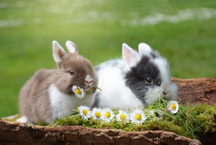 Día Internacional del Conejo