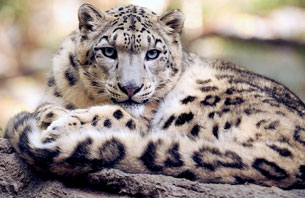 Día Internacional del Leopardo de las Nieves