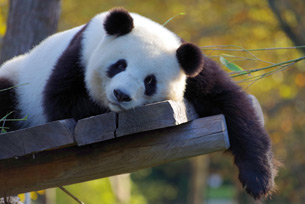 Día Internacional del Panda Gigante