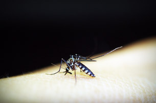 Día contra Paludismo en las Américas