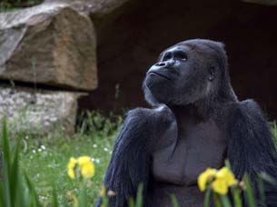 Día Mundial de la Evolución Día Mundial de la Evolución