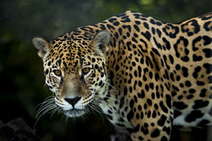 Día Mundial de la Conservación del Jaguar