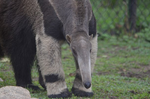 Día Mundial del Oso Hormiguero Día Mundial del Oso Hormiguero
