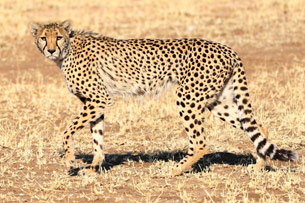 Día Internacional del Guepardo