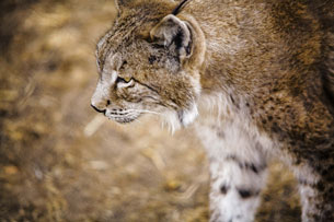 Día Internacional del Lince Ibérico