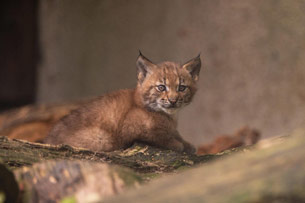 Día Internacional del Lince Ibérico Día Internacional del Lince Ibérico
