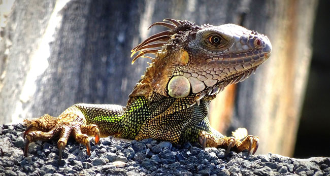 Iguana Iguana