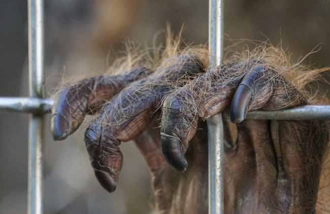 A Pony la capturaron y separaron de su madre de pequeña para prostituirla durante años