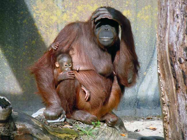 Los orangutanes transmiten conocimiento a las futuras generaciones