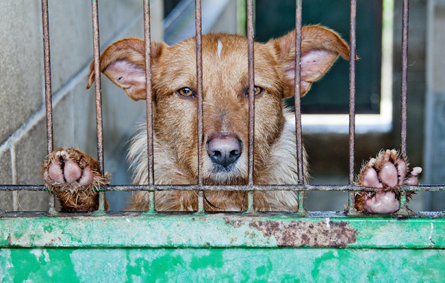 La Declaración Universal de los Derechos de los Animales se aprobó en 1978