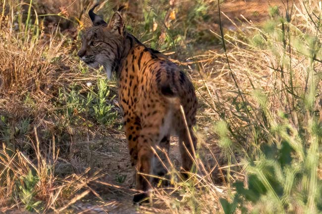 Lince Ibérico