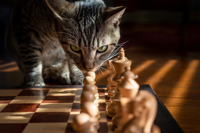 En el ajedrez se aplican razonamientos lógicos