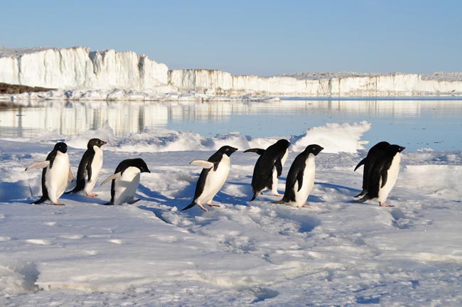 01-20_dia-mundial-pinguinos_m.jpg