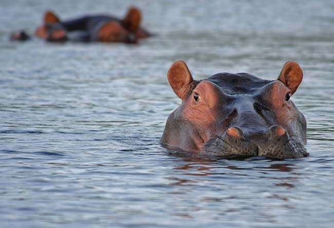 La mayor parte del tiempo, los hipopótamos permanecen en el agua