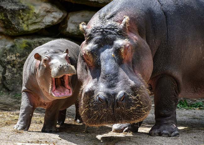 Los hipopótamos en libertad suelen protagonizar ataques a humanos, si se sienten amenazados