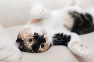 La curiosidad de los gatos genera escenas muy divertidas La curiosidad de los gatos genera escenas muy divertidas