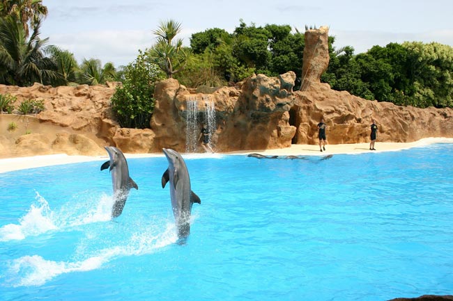 Día Mundial de los Delfines en Cautiverio