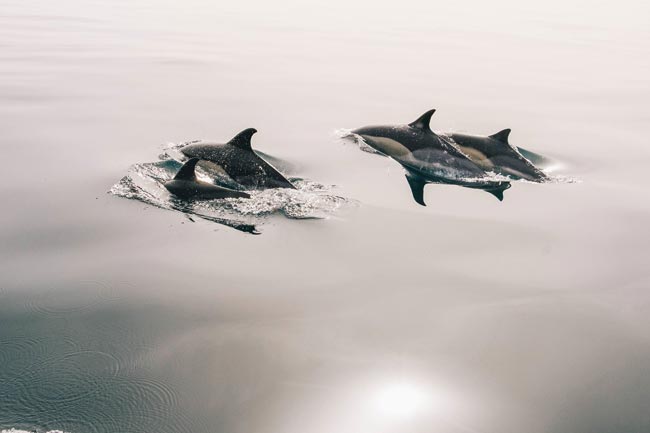 07-04-dia-mundial-delfines-cautiverio_mar_m.jpg