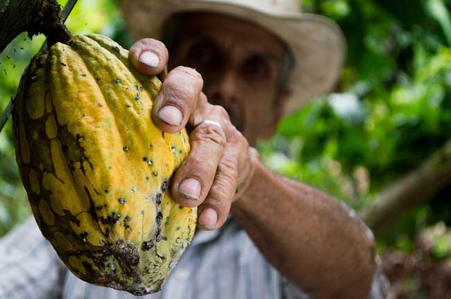 Se producen dos cosechas al año