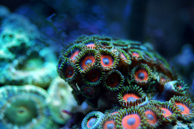 Corales