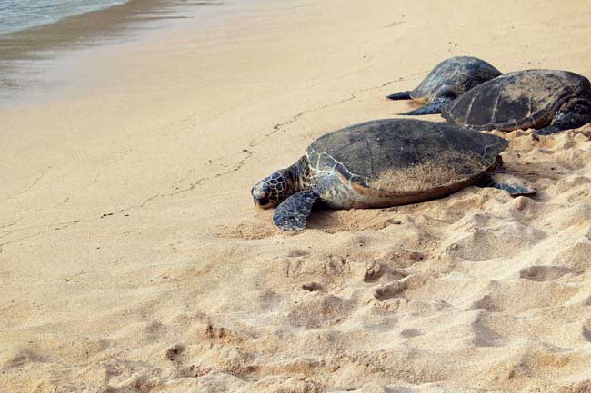 Las tortugas marinas ponen sus huevos en las playas