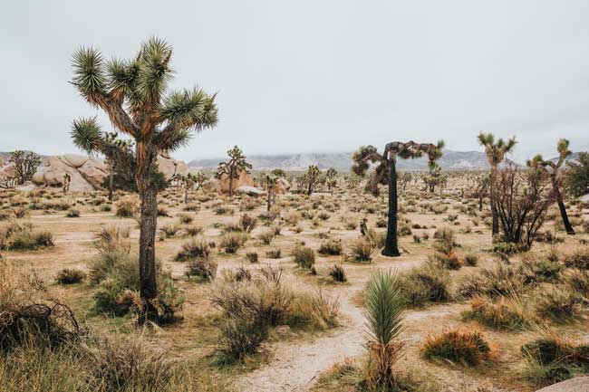 Hay desiertos naturales donde existe mucha biodiversidad y son sostenibles