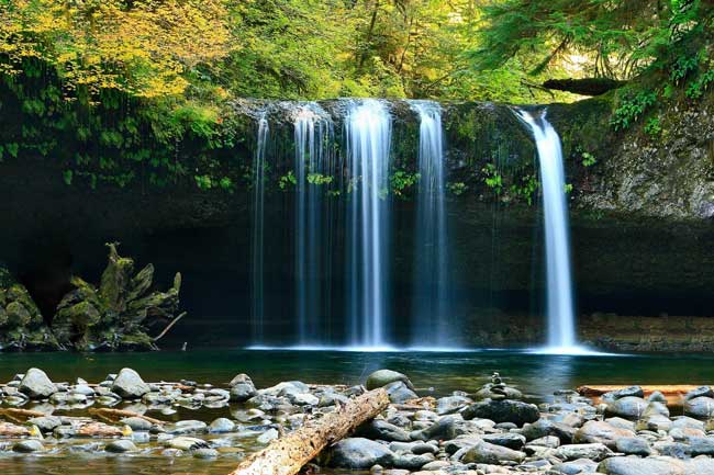 ▷ Día Internacional de los Bosques Tropicales