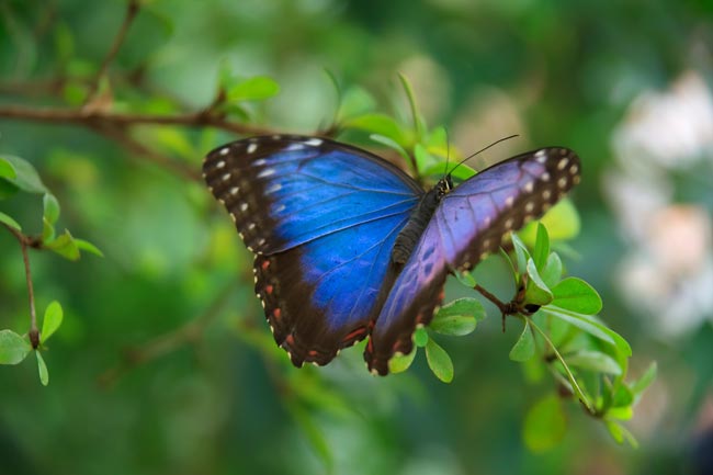 06-22_dia-internacional-bosques-tropicales_mariposa_m.jpg