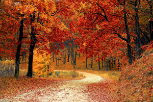 Bosque en otoño Bosque en otoño