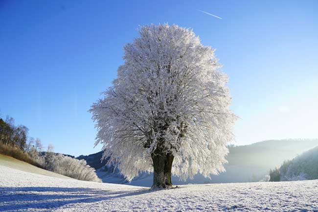 06-28_dia-mundial-del-arbol_nieve_m.jpg