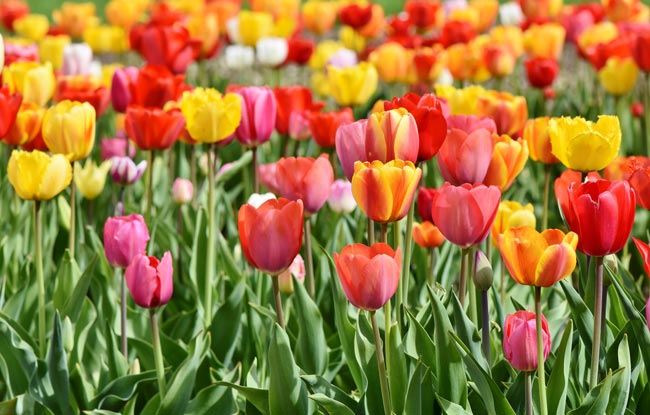 Los colores influyen en nuestras emociones Los colores influyen en nuestras emociones