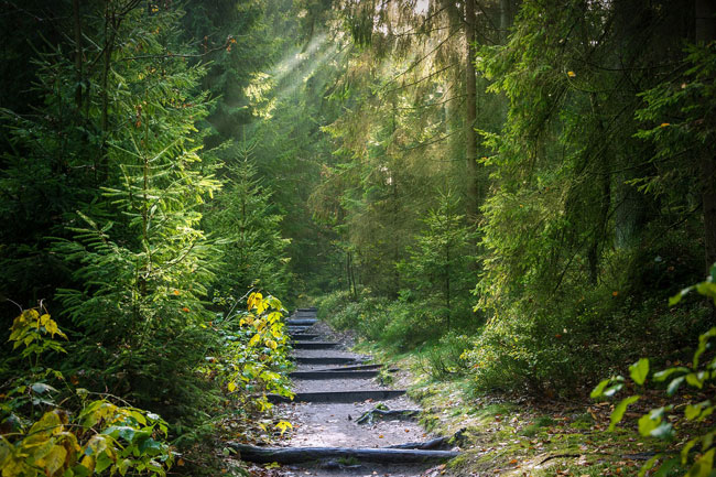 03-21_dia-internacional-bosques-verde_m.jpg